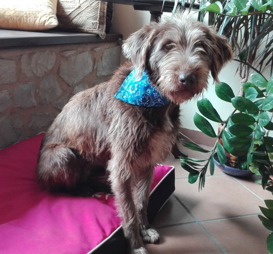 Fenja