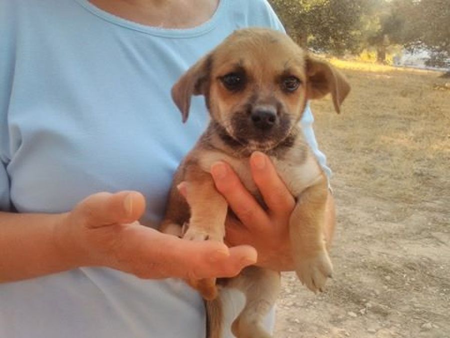 Brotherhood from a gipsy camp